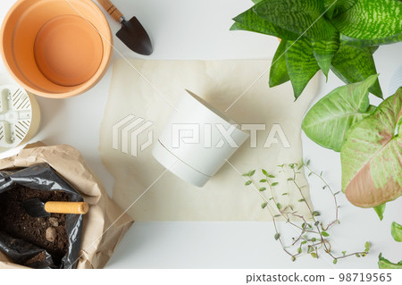 Transplanting plant in pots on white table. Concept of home garden. Taking care of home plants. Transplanting plant in pots on white table. Concept of home garden. Taking care of home plants. 98719565