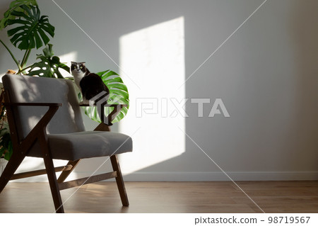 Scottish cat on gray chair in interior of living room. Homemade plans sansevieria, monstera, wooden decor. Light minimalistic scandinavian interior. Copy space Scottish cat on gray chair in interior of living room. Homemade plans sansevieria, monstera, wooden decor. Light minimalistic scandinavian interior. Copy space 98719567