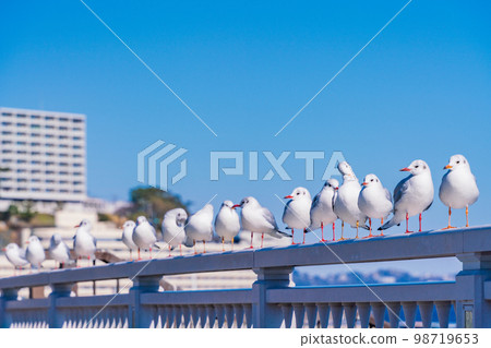 （靜岡縣）熱海港的海鷗 98719653