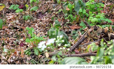 與野花的深秋初冬風景 98720158