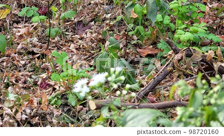 Late autumn early winter landscape with wildflowers 98720160