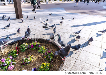 Cityscape of Yokohama, Japan Pigeons in front of the subway Center-Minami Station. Suddenly a flock flew in... 98720163