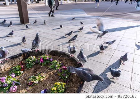 Cityscape of Yokohama, Japan Pigeons in front of the subway Center-Minami Station. Suddenly a flock flew in... 98720165