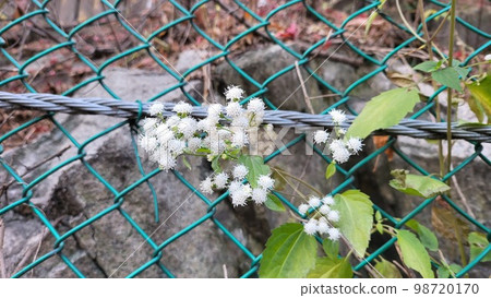 與野花的深秋初冬風景 98720170
