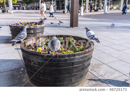 Cityscape of Yokohama, Japan Pigeons in front of the subway Center-Minami Station. Suddenly a flock flew in... 98720173