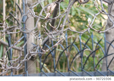 冬玉蘭 冬玉蘭 98720306