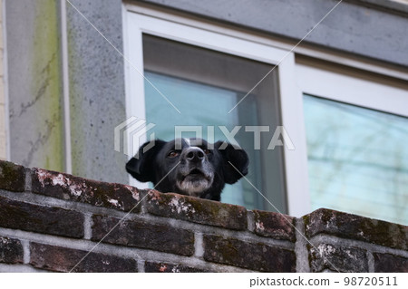 neighborhood dog fence neighborhood dog fence 98720511