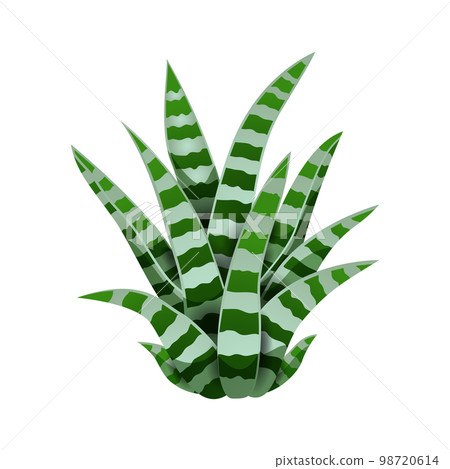 Snake Plant Cactus Composition Snake Plant Cactus Composition 98720614