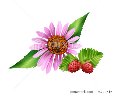 Camomile And Strawberry Illustration Camomile And Strawberry Illustration 98720616