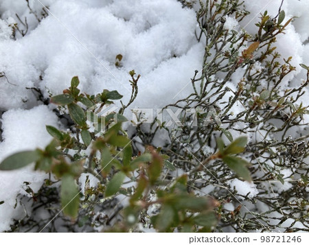 Plants with snow Plants with snow 98721246