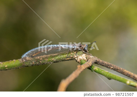 Image of myrmeleon formicarius perched on a branch on nature background. Antlion. Insect. 98721507