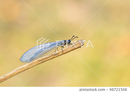 Image of myrmeleon formicarius perched on a branch on nature background. Antlion. Insect. Image of myrmeleon formicarius perched on a branch on nature background. Antlion. Insect. 98721508