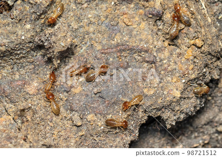Image of termites are on the ground. Insect. Animal. 98721512