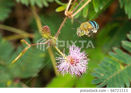 Image of blue banded bee on purple flowers. Insect. Animal. 98721513