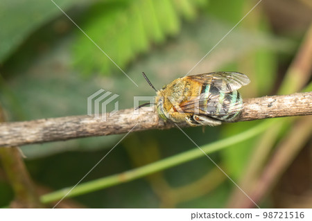 Image of blue banded bee on the branch. Insect. Animal. 98721516