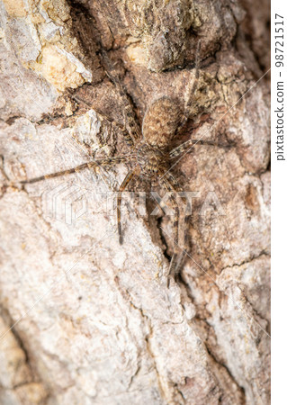Image of a brown spider on a tree. Insect. Animal. Image of a brown spider on a tree. Insect. Animal. 98721517