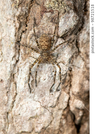 Image of a brown spider on a tree. Insect. Animal. 98721518