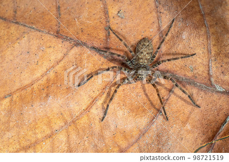 Image of a brown spider on dry leaves. Insect. Animal. Image of a brown spider on dry leaves. Insect. Animal. 98721519