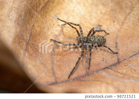 Image of a brown spider on dry leaves. Insect. Animal. 98721521