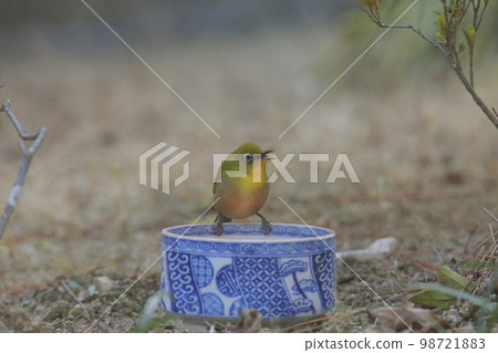 花園白眼， 98721883