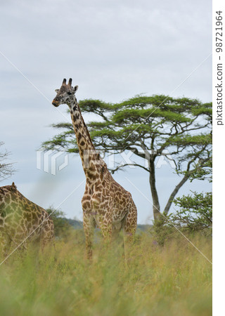 Animals in Africa 98721964