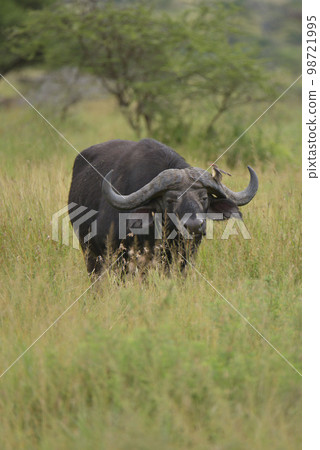 Animals in Africa Animals in Africa 98721995