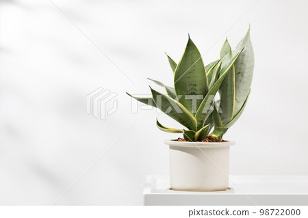 Snake plant dwarf varieties Snake plant dwarf varieties 98722000