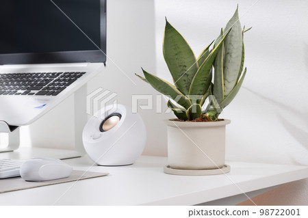 Snake plant dwarf varieties 98722001