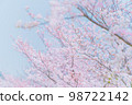 櫻桃樹 98722142