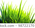 Fresh and bright green spring grass on white background 98722170