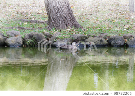 斑嘴鴨棲息在湖岸 98722205