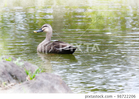 游泳舒適的東方斑嘴龜 98722206