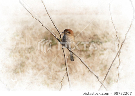 眼睛可愛的伯勞 98722207