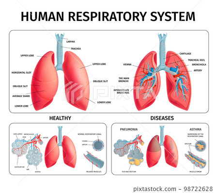 Human Lung Anatomy Infographics Human Lung Anatomy Infographics 98722628