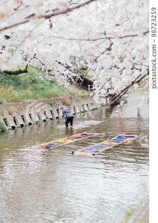 岩倉市五條川沿岸的櫻花樹 Nonboriarai 98723259