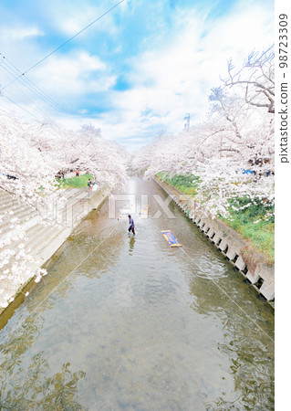 Iwakura City Cherry Blossom Trees along the Gojo River Nonboriarai 98723309