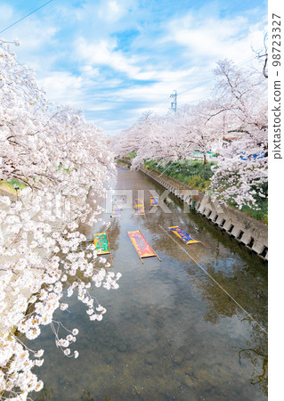 岩倉市五條川沿岸的櫻花樹 Nonboriarai 岩倉市五條川沿岸的櫻花樹 Nonboriarai 98723327