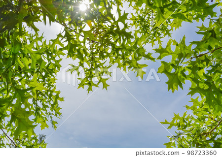 Sun shining through green leaves on blue sky background 98723360