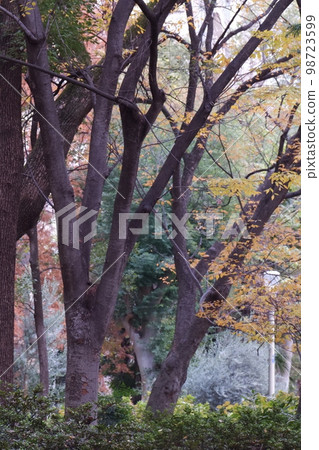 Winter scenery of Osaka Utsubo Park Winter scenery of Osaka Utsubo Park 98723599
