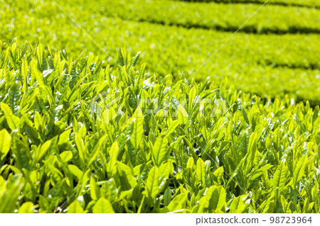 茶園 98723964