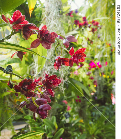 濱海灣花園 雲霧林 紅花 98724182