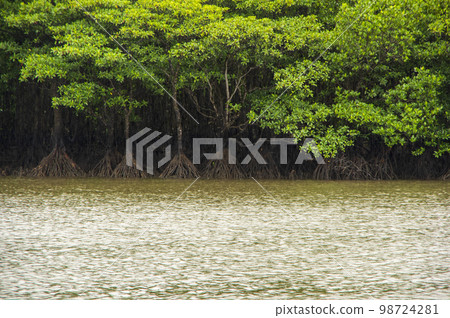 水邊的紅樹林 98724281