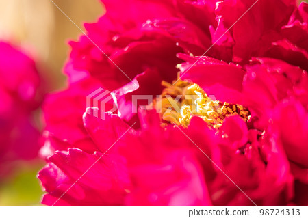 Peony/petal image Peony/petal image 98724313