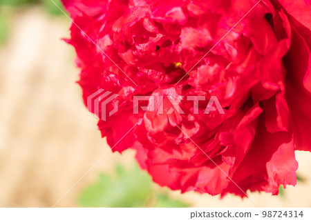 牡丹/花瓣圖像 98724314