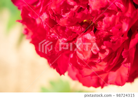 牡丹/花瓣圖像 牡丹/花瓣圖像 98724315