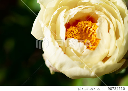 Peony/petal image 98724330