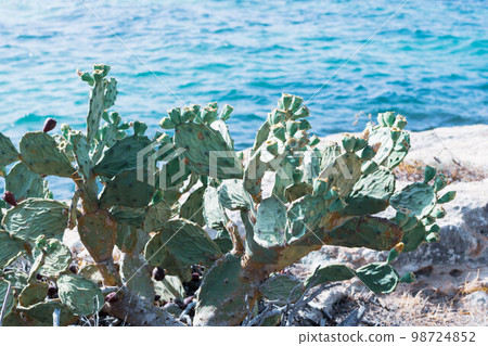 Prickly Pear Cactus with Yellow Flowers near Cyprus Nissi beach, Ayia Napa. Opuntia, ficus-indica, Indian fig opuntia, barbary fig, blooming cactus pear 98724852