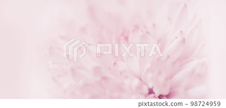 abstract floral background in banner format with blur chrysanthemum petals close up 98724959