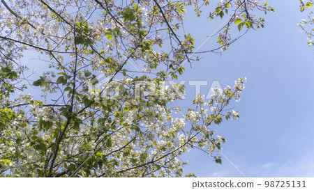 White cherry blossoms "Oshima Sakura" 98725131