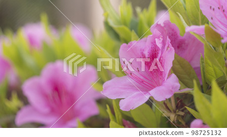 close-up azalea 98725132